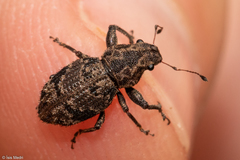 Pantomorus postfasciatus