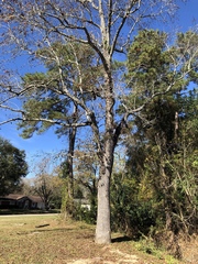 Liquidambar styraciflua