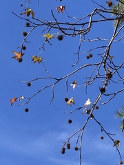 Liquidambar styraciflua
