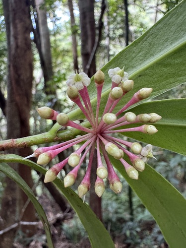 Ardisia pachyrrhachis, 2025-09-28