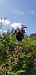 Xylocopa appendiculata circumvolans