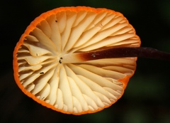 Marasmius spegazzinii