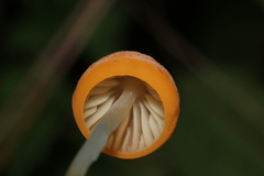 Marasmius spegazzinii