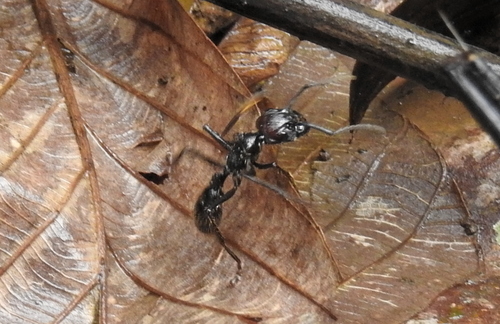 Paraponera clavata