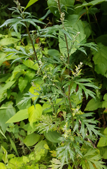 Artemisia vulgaris