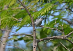 Polioptila albiloris