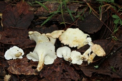 Albatrellaceae