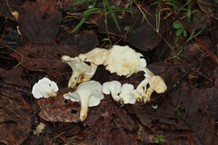 Albatrellaceae