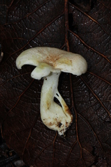 Albatrellaceae
