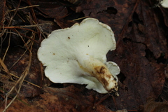 Albatrellaceae