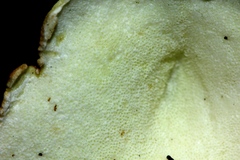 Albatrellaceae