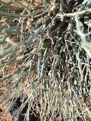 Euphorbia gariepina, photograph author not stated, no rights reserved