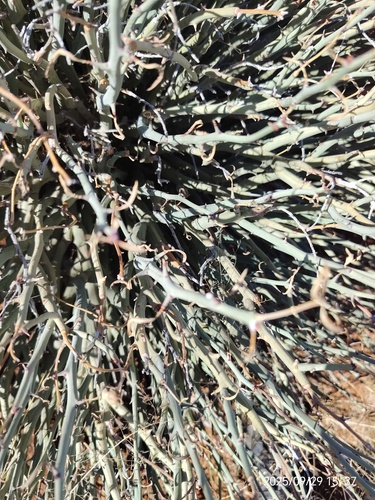 Euphorbia gariepina