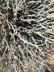 Euphorbia gariepina