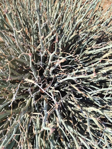 Euphorbia gariepina, photograph 2