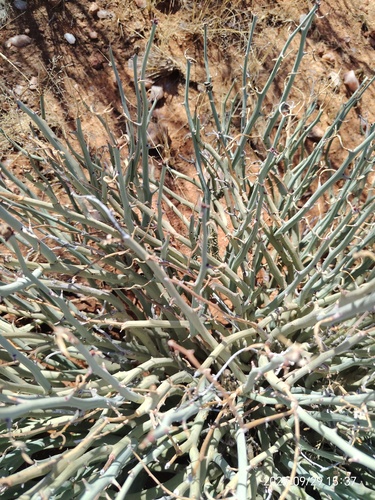 Euphorbia gariepina, photograph 4