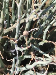 Euphorbia gariepina, photograph author not stated, no rights reserved