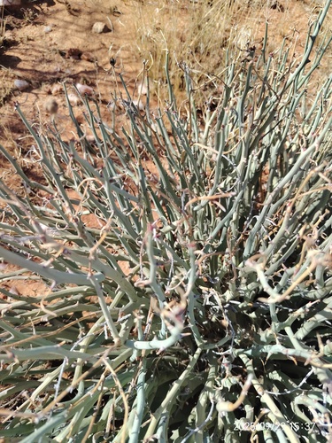Euphorbia gariepina, photograph 5