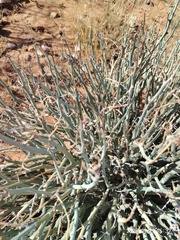Euphorbia gariepina, photograph author not stated, no rights reserved
