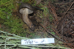 Tylopilus obscurus