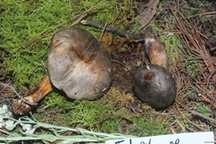 Tylopilus obscurus