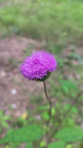 Camchaya spinulifera
