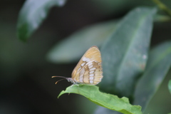 Mestra