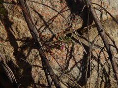 Indigofera angustifolia