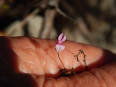 Indigofera angustifolia