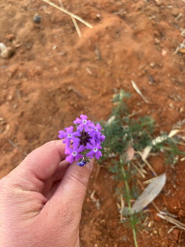 South American mock vervain