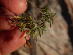 Indigofera angustifolia