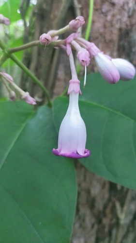 Amalocalyx microlobus