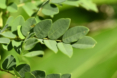 Zollinger's indigo (Indigofera zollingeriana)