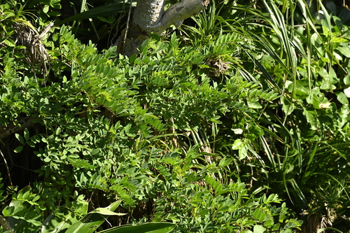 Indigofera zollingeriana, photograph 1