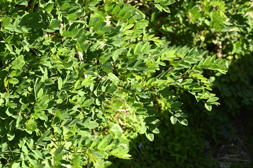 Indigofera zollingeriana, photograph 2