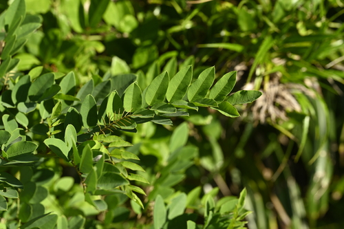 Indigofera zollingeriana, photograph 3