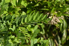 Indigofera zollingeriana, photograph (c) 曾昱承 Yu-Cheng Zeng, some rights reserved (CC BY)