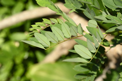 Indigofera zollingeriana, photograph 4