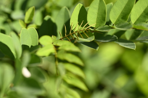 Indigofera zollingeriana, photograph 5