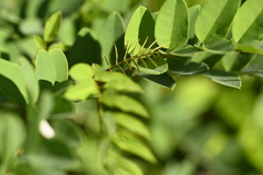 Indigofera zollingeriana, photograph (c) 曾昱承 Yu-Cheng Zeng, some rights reserved (CC BY)