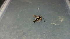 Synanthedon tipuliformis