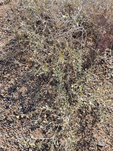 Nitraria sibirica (Nitraria sibirica)