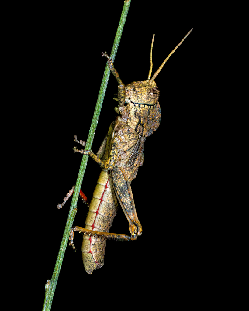 Mabille's Stone Grasshopper