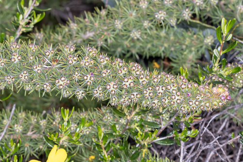violet eremaea (Melaleuca kybeliona)