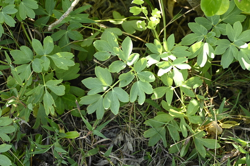 Peucedanum japonicum, photograph 4