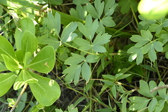 Peucedanum japonicum, photograph (c) 曾昱承 Yu-Cheng Zeng, some rights reserved (CC BY)