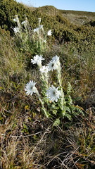 Leucheria suaveolens