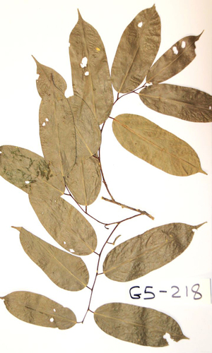 Cameroonian garlic-nut (Afrostyrax kamerunensis)