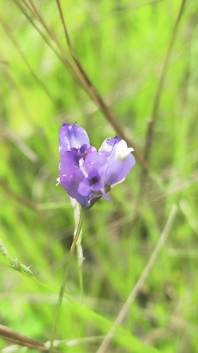 Burmannia coelestis