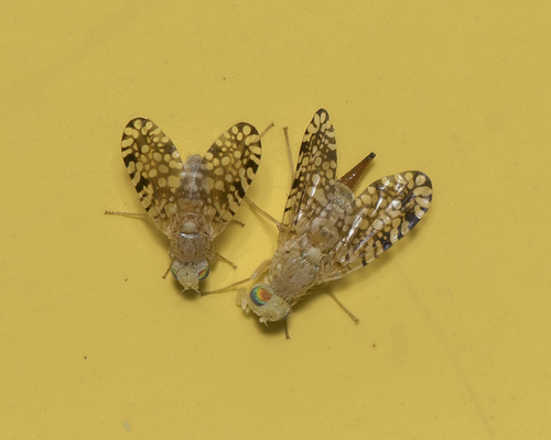 Unknown species found near Montgomery County, OH, USA